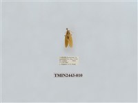 藏品(燈蛾29)的圖片